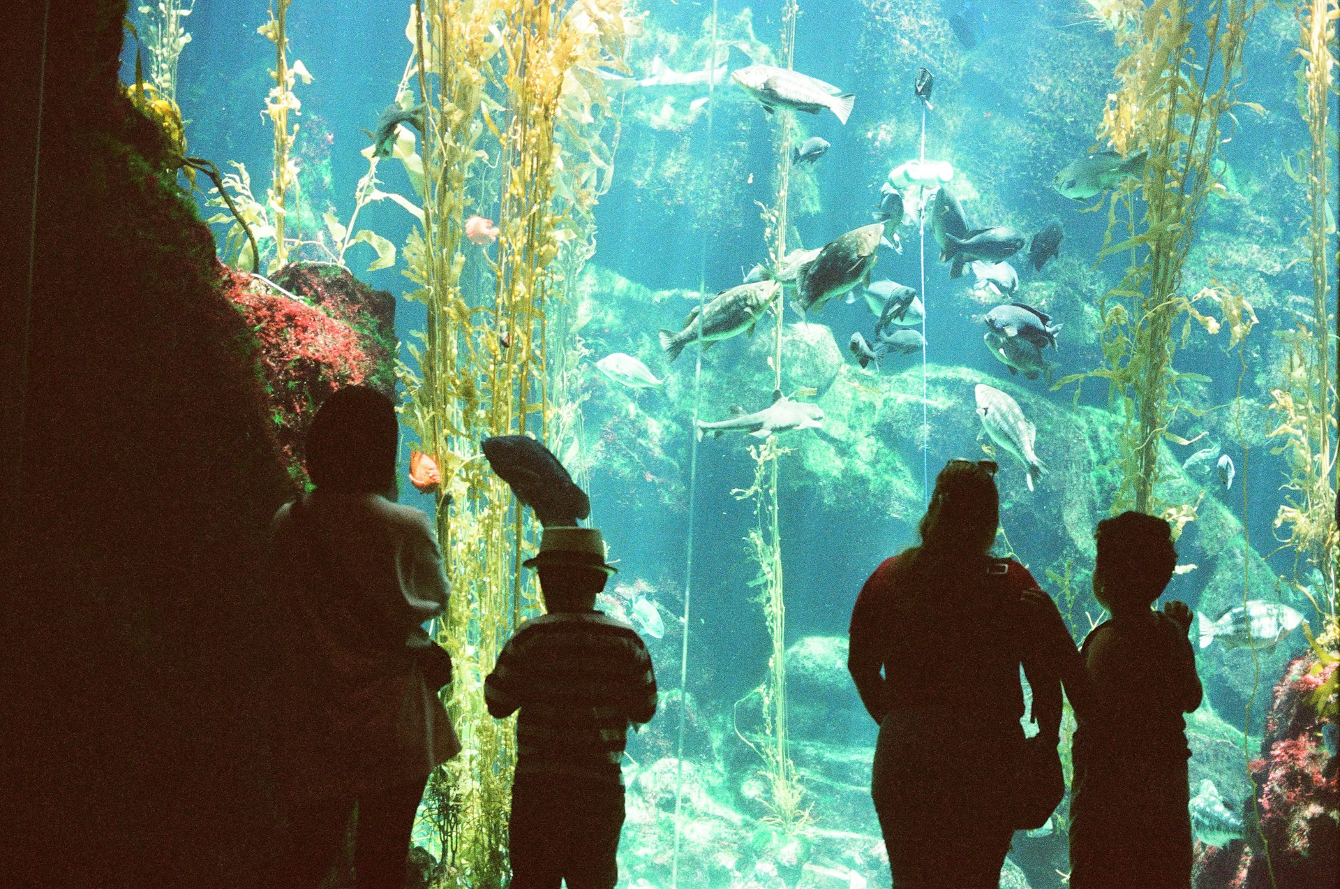 Interactive & Leisure